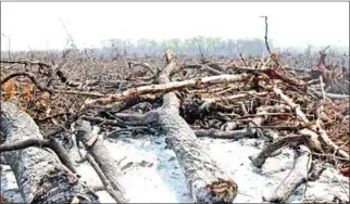  ?? THARA MAY TIT- ?? A destroyed forest is shown in Preah Vihear in 2014. The government hit back at a World Wildlife Fund report that claimed the Greater Mekong will lose 30 percent of its forests by 2030.