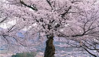  ?? Canva / SAND555 ?? Japan is famous for its cherry blossom season