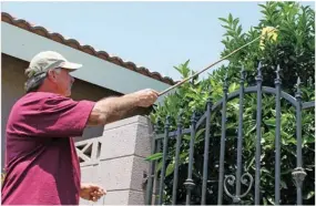  ?? PHOTO BY CECILIA PARSONS ?? David Kendall, an insect trapper for Tulare County, removes a yellow sticky trap from a residentia­l citrus tree in Tulare. The trap will be checked for presence of Asian citrus psyllid, an insect that can carry a fatal plant disease. So far this year, the number of psyllids trapped in the San Joaquin Valley has been lower.