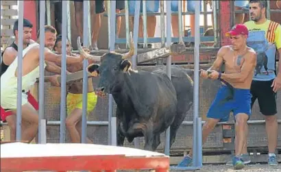  ?? ANIMA NATURALIS. ?? Anima Naturalis ha denunciado los bous de Sant Jaume d’Enveja por patear y tirar del rabo del animal