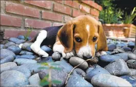  ?? Carolyn Cole Los Angeles Times ?? ONE OF THE 4,000 beagles rescued from the Envigo breeding and research plant in Virginia rests in a Valley Village backyard on Aug. 22.