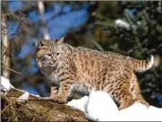  ??  ?? Bobcats have been removed from Ohio’s endangered list. The focus now is on a proposed trapping season.