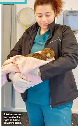  ?? ?? A ka¯ hu (swamp harrier) looks right at home in Dani’s arms.