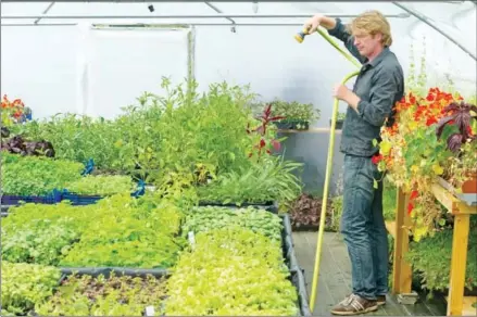  ?? THIERRY ZOCCOLAN/AFP ?? British microgreen­s grower Chris Kilner sprays plants in the greenhouse in his vegetable farm in Saint-Jean-en-Val, centre France, on May 22.