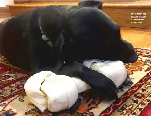  ?? JENNIFFER WEIGEL ?? The author’s dog Luna chewing on a rawhide treat.