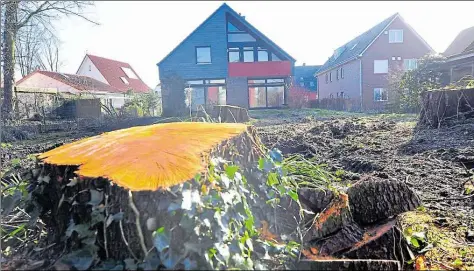  ?? BILD: JANINA RAHN ?? Illegal: Die Bäume hätten im Garten des Hauses Haarenfeld 18a nicht gefällt werden dürfen.