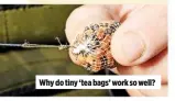  ??  ?? Why do tiny ‘tea bags’ work so well?
