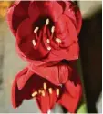  ?? Foto: dpa ?? Wird sie richtig gepflegt, blüht eine Amaryllis immer wieder.