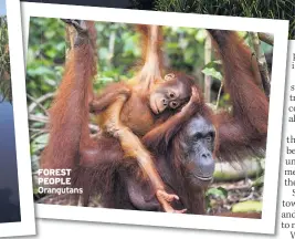  ??  ?? FOREST PEOPLE Orangutans