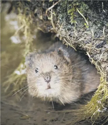  ??  ?? Watervole in South Downs National Park by Dick Hawkes