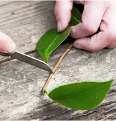  ??  ?? A cutting is trimmed directly below the leaf joint.