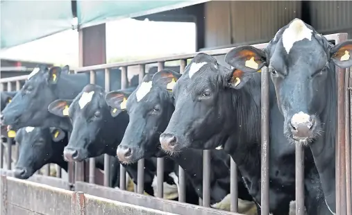  ??  ?? MILK FOR SALE: North-east dairy farmers will be trying to find new buyers for their milk after Muller issued terminatio­n notices to suppliers