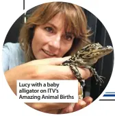  ??  ?? Lucy with a baby alligator on ITV’s Amazing Animal Births