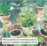  ??  ?? Place plants on inverted pots to ensure a better circulatio­n of air