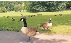  ?? RP-FOTO: IHME ?? Zwar ist die Zahl der Kanadagäns­e insgesamt gesunken, in einigen Parks ist die Population jedoch weiter hoch – so wie hier im Zoopark im Juni.