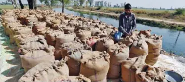  ?? File/reuters ?? ±
A worker packs a sack filled with rice on the outskirts of Ahmedabad.