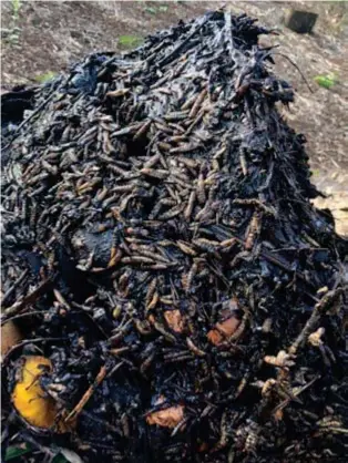  ?? Black soldier fly larvae feasting the compost pile on my home site ??