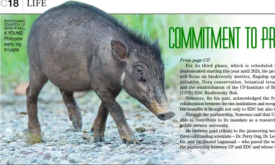  ?? PHOTOGRAPH COURTESY OF NEON ROSELL ?? A YOUNG Philippine warty pig in Leyte.