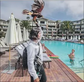  ?? Robert Gauthier Los Angeles Times ?? FALCONER Roxanne Word and Floyd, a Harris’s hawk, work to keep pesky birds such as seagulls away from the Montage resort in Laguna Beach.