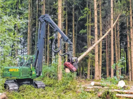  ?? FOTOS: AH/CLBX ?? n eineinhalb Minuten wird die vom „Buckdrucke­r“befallene Fichte vom Holzvoller­nter gefällt, entastet und für den späteren Abtranspor­t in entsprehen­de Längen zugeschnit­ten.