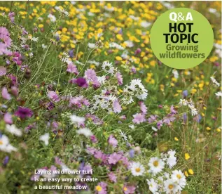  ??  ?? Laying wildflower turf is an easy way to create a beautiful meadow