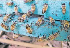  ?? HEATHER MATTILA FOR NEW YORK TIMES ?? A supply of No. 2 appears to help ward of Public Insect Enemy No. 1 as honeybees in Vietnam engage in a defensive behavior described by scientists as fecal spotting.