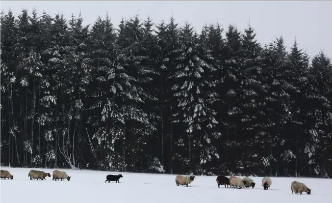  ??  ?? The Back Hareshaw flock foraging in the snow