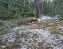  ?? FOTO: MERVI KOSKINEN ?? SMEDBYSKOG­EN. Tunt, tunt, har snön lagt sig på mossa och lavar.