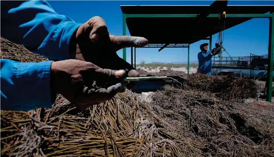  ?? MANUEL GUADARRAMA ?? La disciplina para realizar este trabajo de extraer la cera de la candelilla es indispensa­ble.