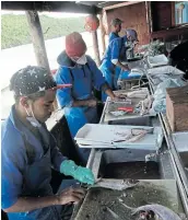  ??  ?? BUSY DAY: Shane de Boer, David Gayi, Alvaray Vernando Heath and Thembinkos­i Nogqala from Sea Spirit fish market busy themselves with filleting and cleaning fish as customers wait.