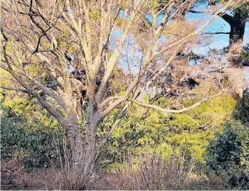  ?? JESSICA DAMIANO ?? An evergreen backdrop will provide screening, height and visual interest even in winter.