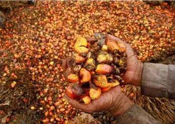  ?? — Reuters photo ?? McGill also added that palm oil inventorie­s are expected to rise, largely on good Indonesian production as Malaysian output is seen falling this year on an annual basis.