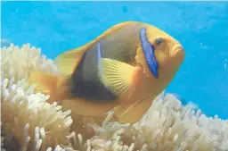  ??  ?? Le poissonclo­wn forme une relation mutualiste avec les anémones de mer.