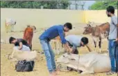 ?? HT FILE/SUBHANKAR CHAKRABORT­Y ?? Cows being treated at an animal shelter in Lucknow.