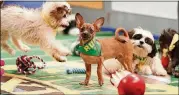  ?? CONTRIBUTE­D ?? Cute puppies are the draw for “Puppy Bowl XI” on Animal Planet.