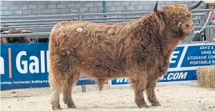  ??  ?? Muran Vallay of Ardbhan from the Macdonald family was the toast of the Oban Highland cattle sale, netting 6,800gns.