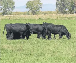  ??  ?? EN ALFALFA. UN LOTE DE NOVILLOS PASTOREA EN SAN RAFAEL, MENDOZA.