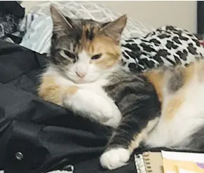  ?? — POSTMEDIA NEWS ?? Tia the cat was removed from the Oshawa, Ont., home of an alleged drug user by police officer Beth Richardson.