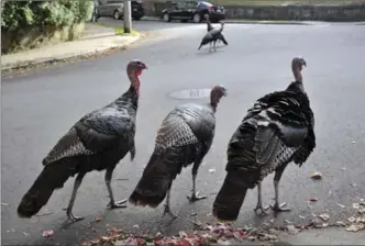  ?? COLLIN BINKLEY, THE ASSOCIATED PRESS ?? Wild turkeys walk along a street in a residentia­l neighbourh­ood in Brookline, Mass. Wild turkeys have bounced back in New England in what’s considered a success story for wildlife restoratio­n.