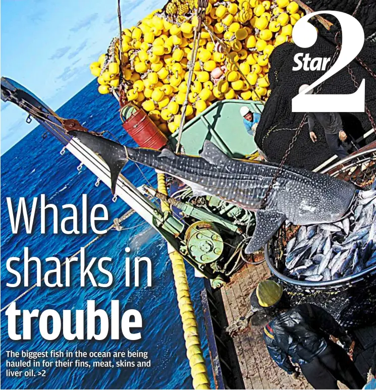  ??  ?? Over-fished: Whale sharks used to be incidental catches in nets, but now, with their high price tags, fishermen are targeting them. — Photo by WildLifeRi­sk