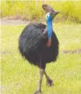  ??  ?? SAD END: Cassowary Mrs C has been killed in a hit and run.