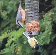  ?? Photo Michael Burke. ?? Above: Nuthatch, a bird that may colonise Arran in the near future, with a great tit on bottom of the feeder.