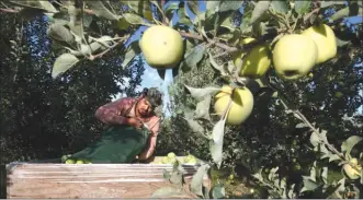  ?? Associated Press file photo ?? Sergio Garcia empties a bag of just-picked golden delicious apples into a bin at a Valicoff Fruit Company orchard near Wapato, Wash, in September 2013. At least two companies are rushing to get robotic fruit picking machines to market to help out the...