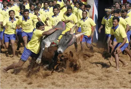  ??  ?? INDIA: In this file photo, Bull tamers try to control a bull during an ancient heroic sporting event of the Tamils called Jallikattu, in Palamedu, about 575 kilometers south of Chennai, India. —AP