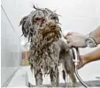  ??  ?? Ist der Hund sehr schmutzig, führt an der Dusche oft kein Weg vorbei.