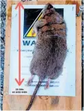  ?? ?? A rat caught in the Bowentown area measuring 28cm.
