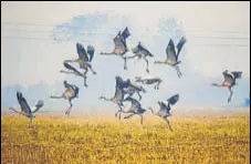  ?? HT PHOTO ?? Migratory birds at Keshopur Chhamb in Gurdaspur district.