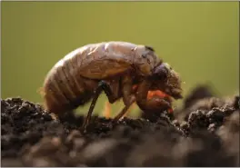  ?? CAROLYN KASTER – THE ASSOCIATED PRESS ?? Trillions of cicadas are about to emerge in the United States in numbers not seen in decades and possibly centuries.