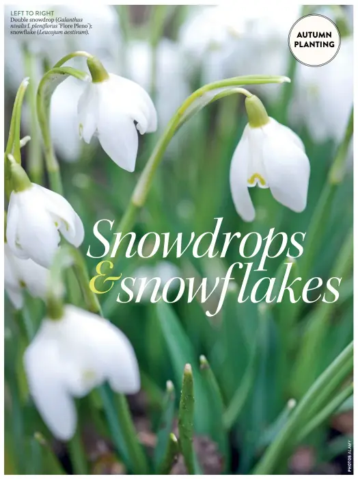 ??  ?? LEFT TO RIGHT Double snowdrop (Galanthus nivalis f. plenifloru­s ‘Flore Pleno’); snowflake (Leucojum aestivum).
