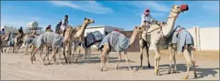  ?? ?? Varios camellos se entrena en grupo.
